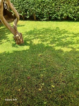 Pomar ( jardinagem e relvas ) - Borba - Rasenpflege - Kompletter Rundum-Service