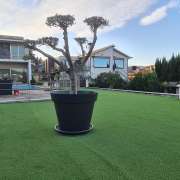 Carlos Martins - Braga - Tree Trimming and Maintenance