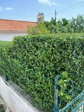 Pomar ( jardinagem e relvas ) - Borba - Entfernung von Gebüsch- und Baumaufwuchs