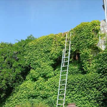 Pomar ( jardinagem e relvas ) - Borba - Rasenmähen und Schneiden (einmalig)