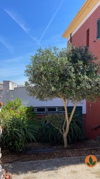 JMC Jardins - Oeiras - Nivellement de terrain grande surface (plus de 1 hectare)