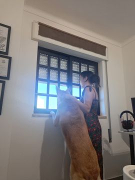 Cerejeira Multiserviços - Vila Real de Santo António - Dog Walking