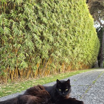 JMC Jardins - Oeiras - Pose de pierre