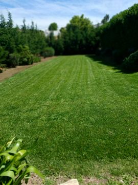 Pomar ( jardinagem e relvas ) - Borba - Entfernung von Gebüsch- und Baumaufwuchs