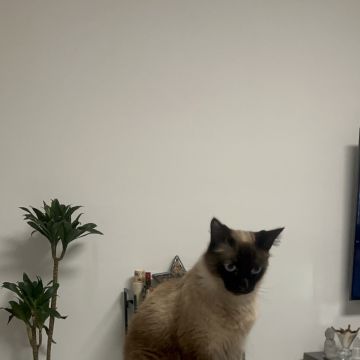 Cerejeira Multiserviços - Vila Real de Santo António - Cat Sitting