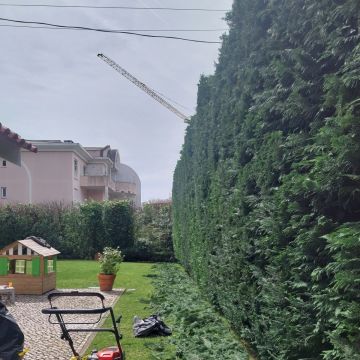 JMC Jardins - Oeiras - Plantation d’arbres