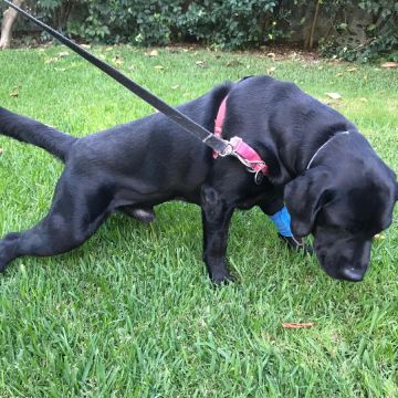 Beatriz Fortuna - Almada - Pet Sitting and Walking