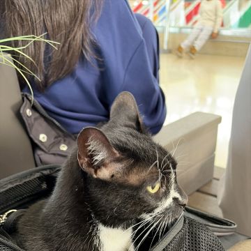 Caique - Santa Maria da Feira - Cat Sitting