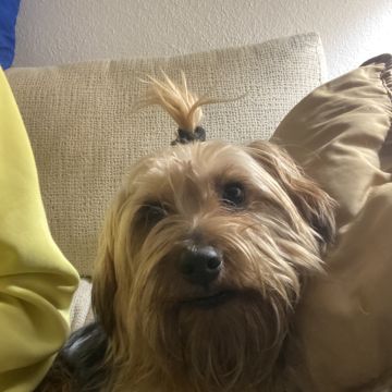 Carlota Cristo - Barcelos - Cuidados y paseos de mascotas
