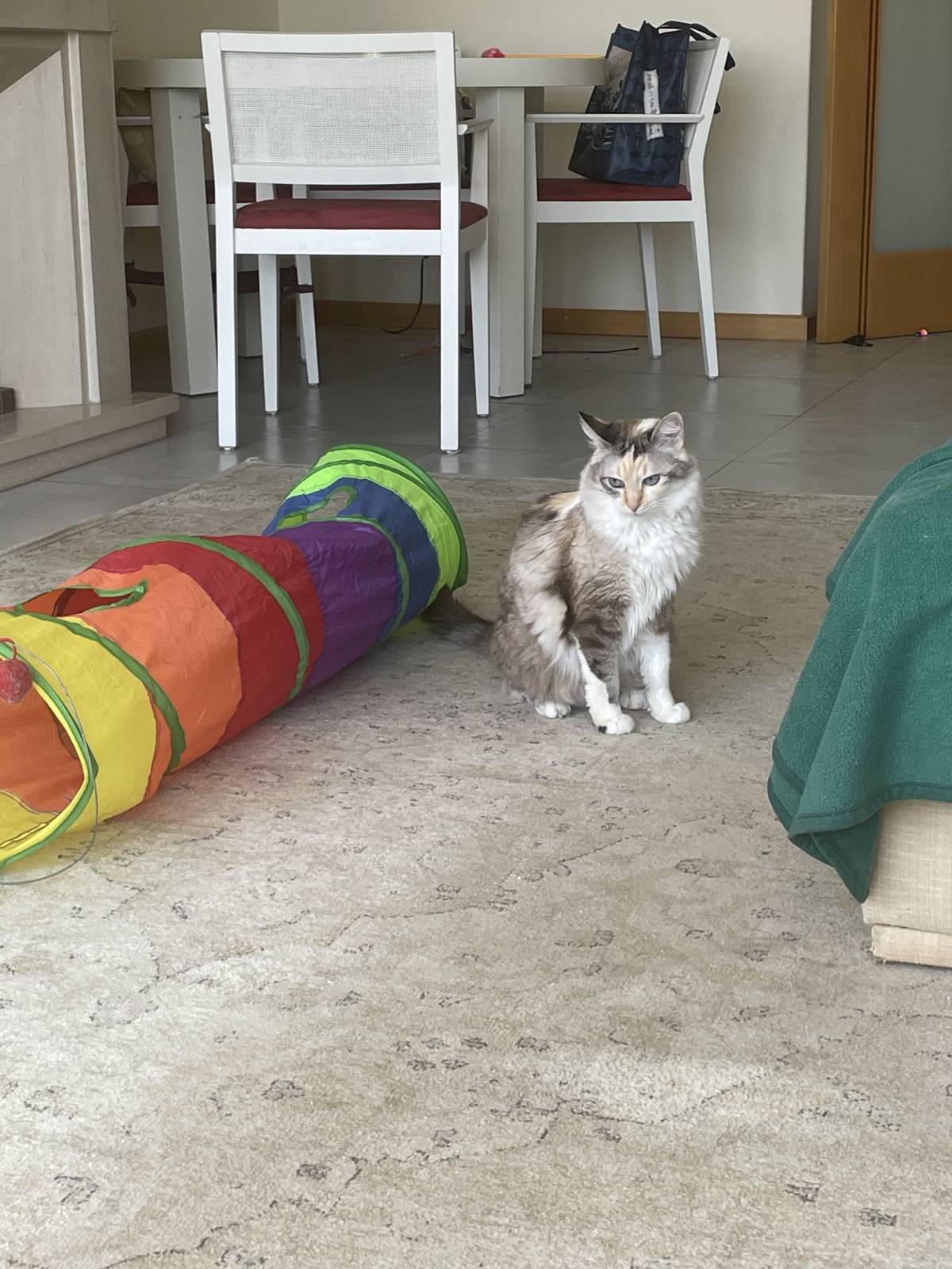 Cat Nanny Lisboa - Lisboa - Cat Sitting