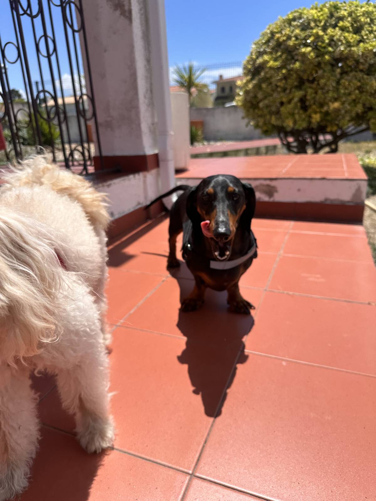 Vila Alegria Dogs - Sesimbra - Personal