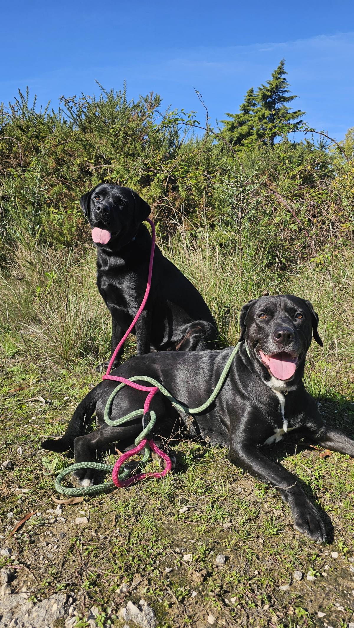 Patudos e Felpudos - Cascais - Dog Walking