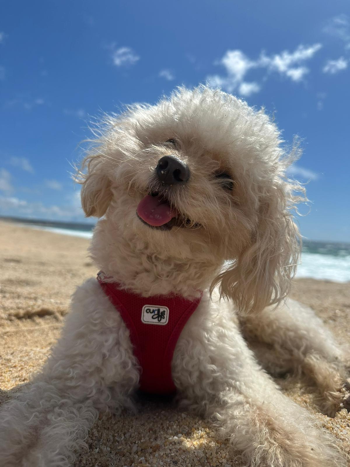 Vila Alegria Dogs - Sesimbra - Dog Hotel