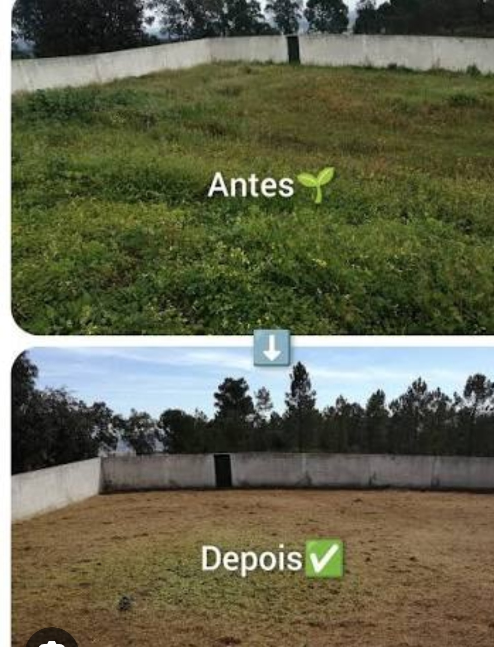 Domingos - Maia - Tree Stump Grinding and Removal