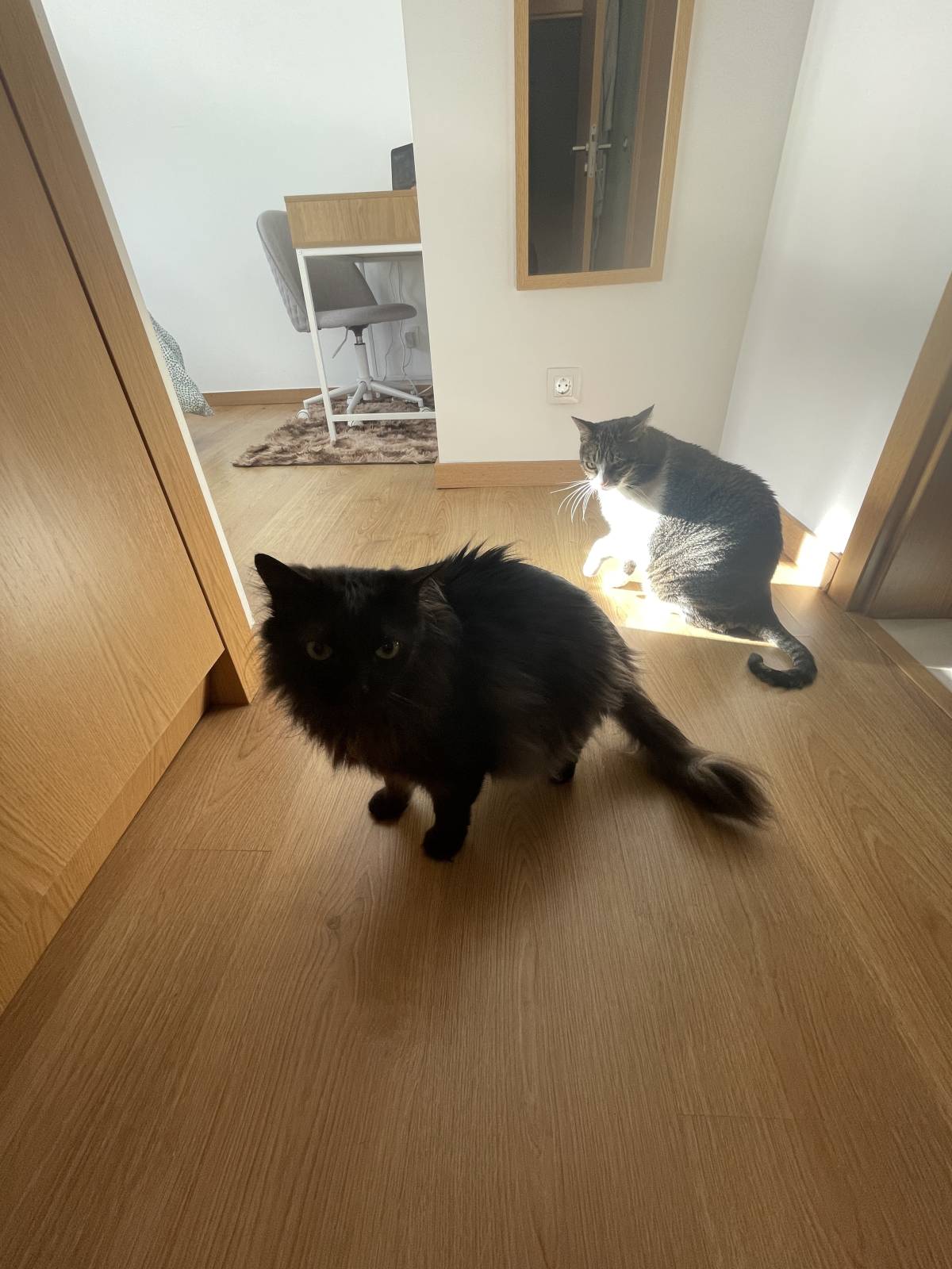 Cat Nanny Lisboa - Lisboa - Pet Sitting e Pet Walking