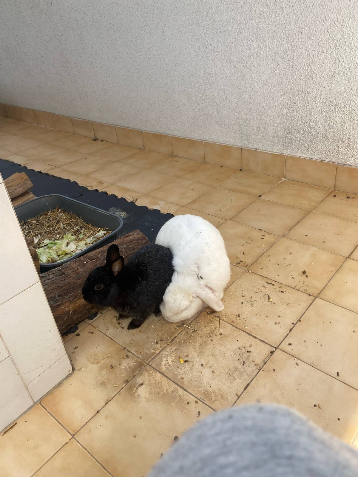 Beatriz Andrade - Figueira da Foz - Pet Sitting