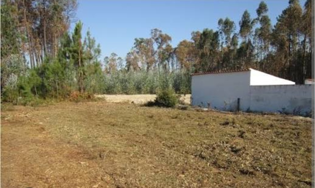 Domingos - Maia - Shrub Removal