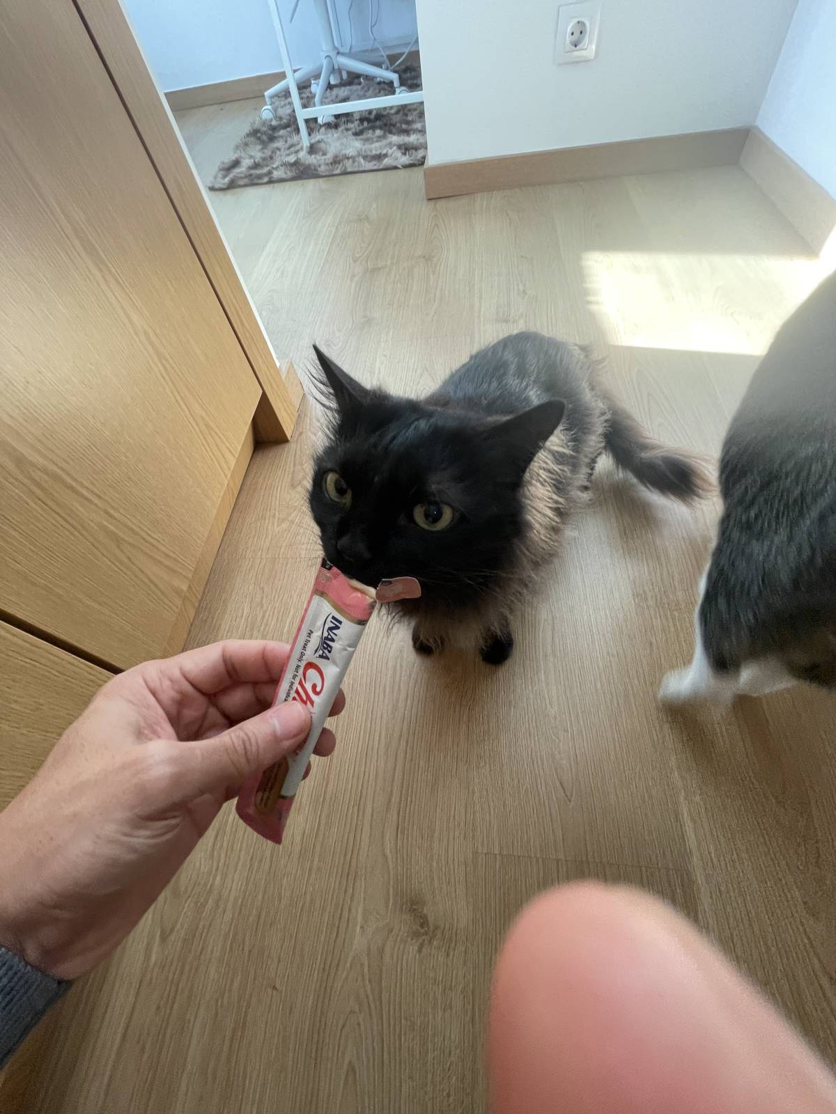 Cat Nanny Lisboa - Lisboa - Pet Sitting e Pet Walking