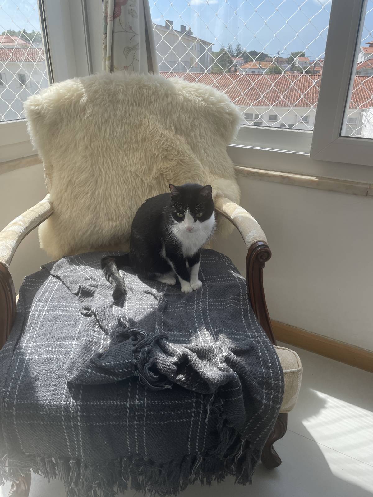 Cat Nanny Lisboa - Lisboa - Pet Sitting