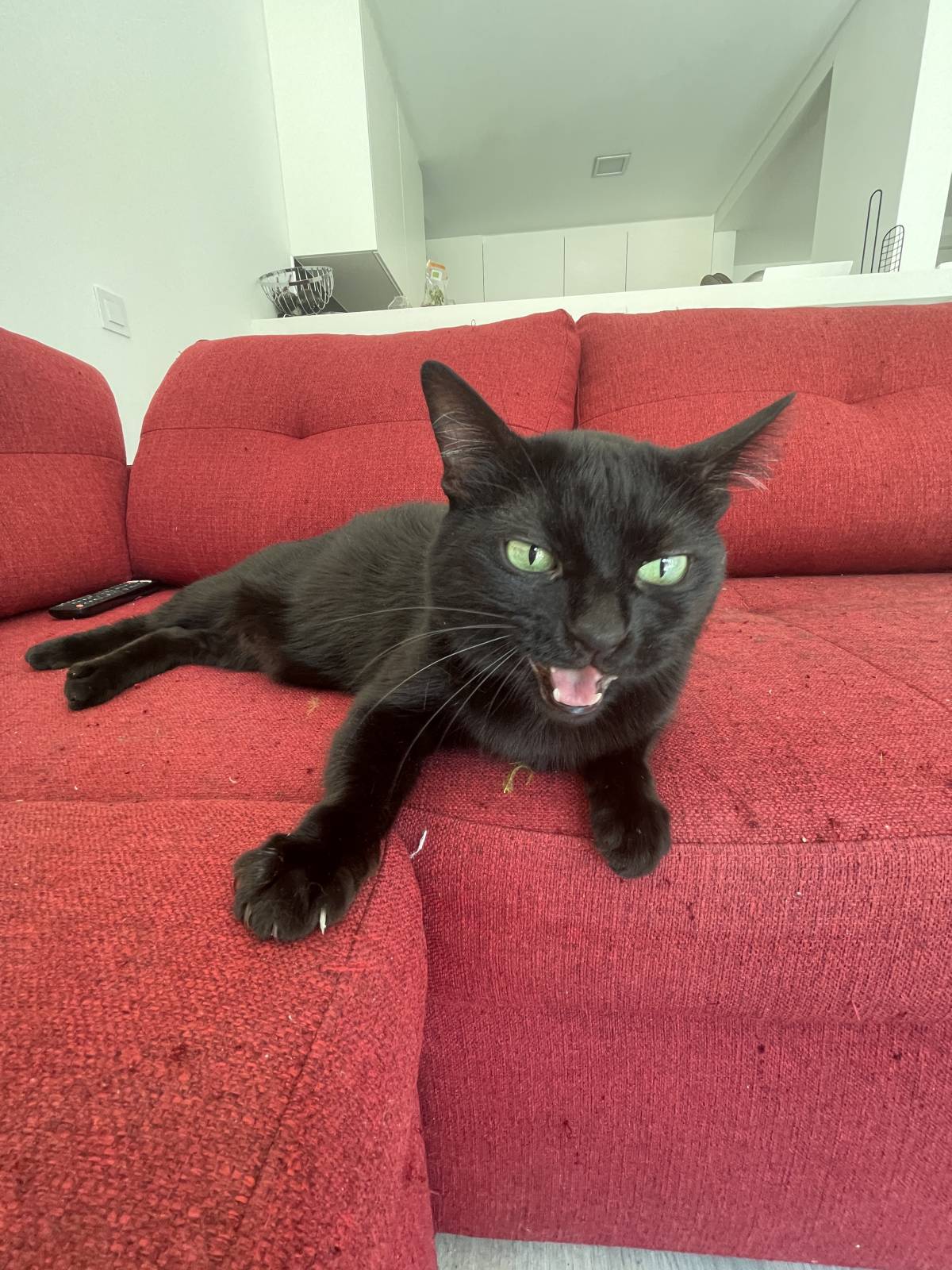 Cat Nanny Lisboa - Lisboa - Pet Sitting