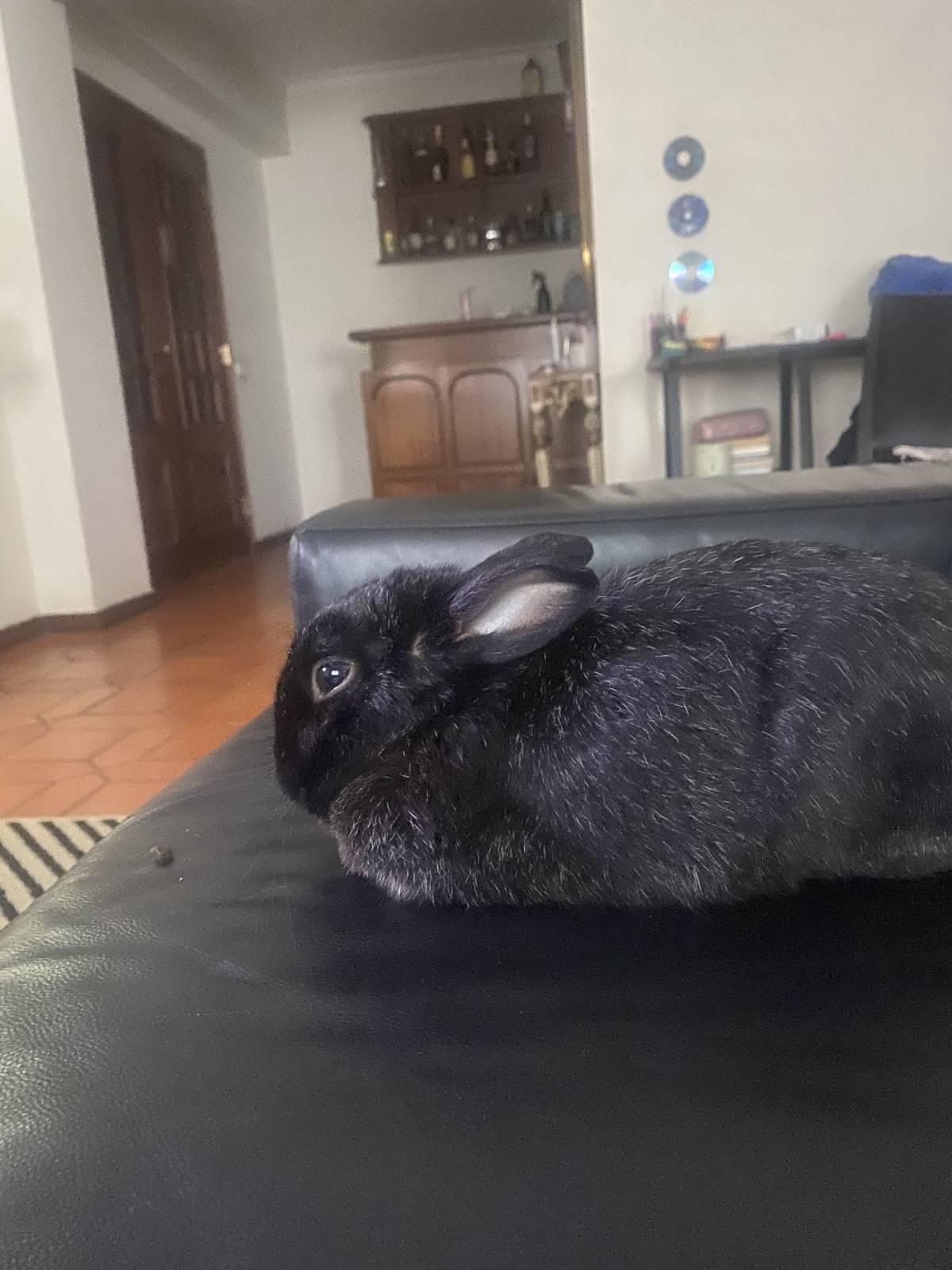 Beatriz Andrade - Figueira da Foz - Pet Sitting