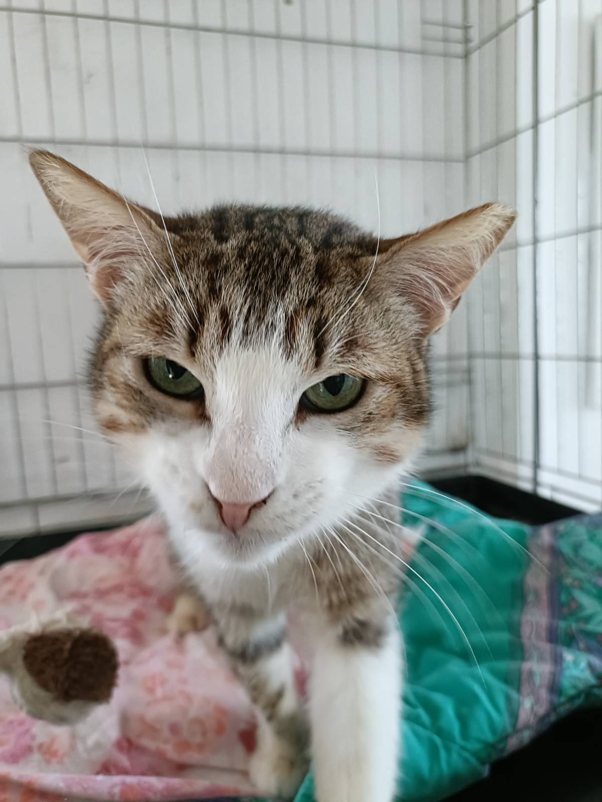 Cat Nanny Lisboa - Lisboa - Cuidados para Animais de Estimação