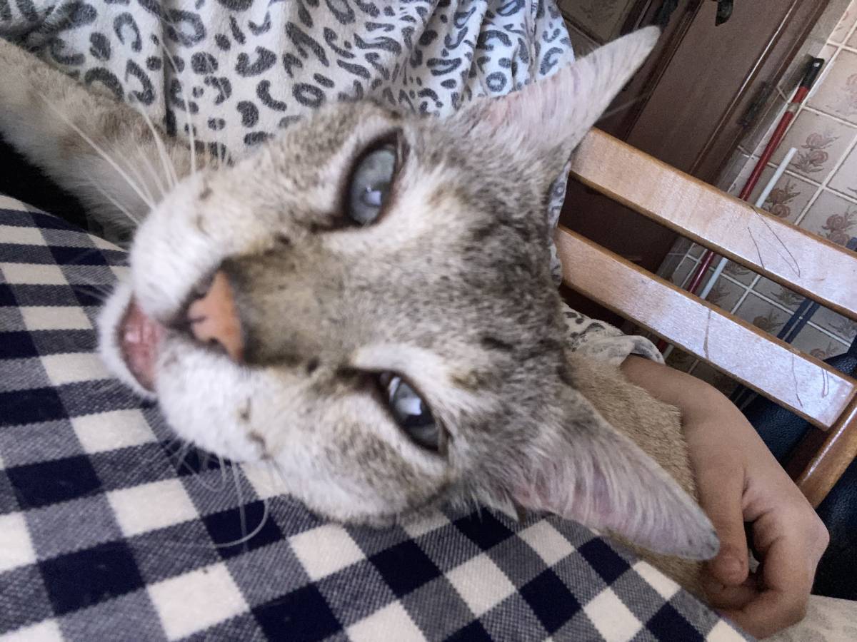 Beatriz Andrade - Figueira da Foz - Katzensitter