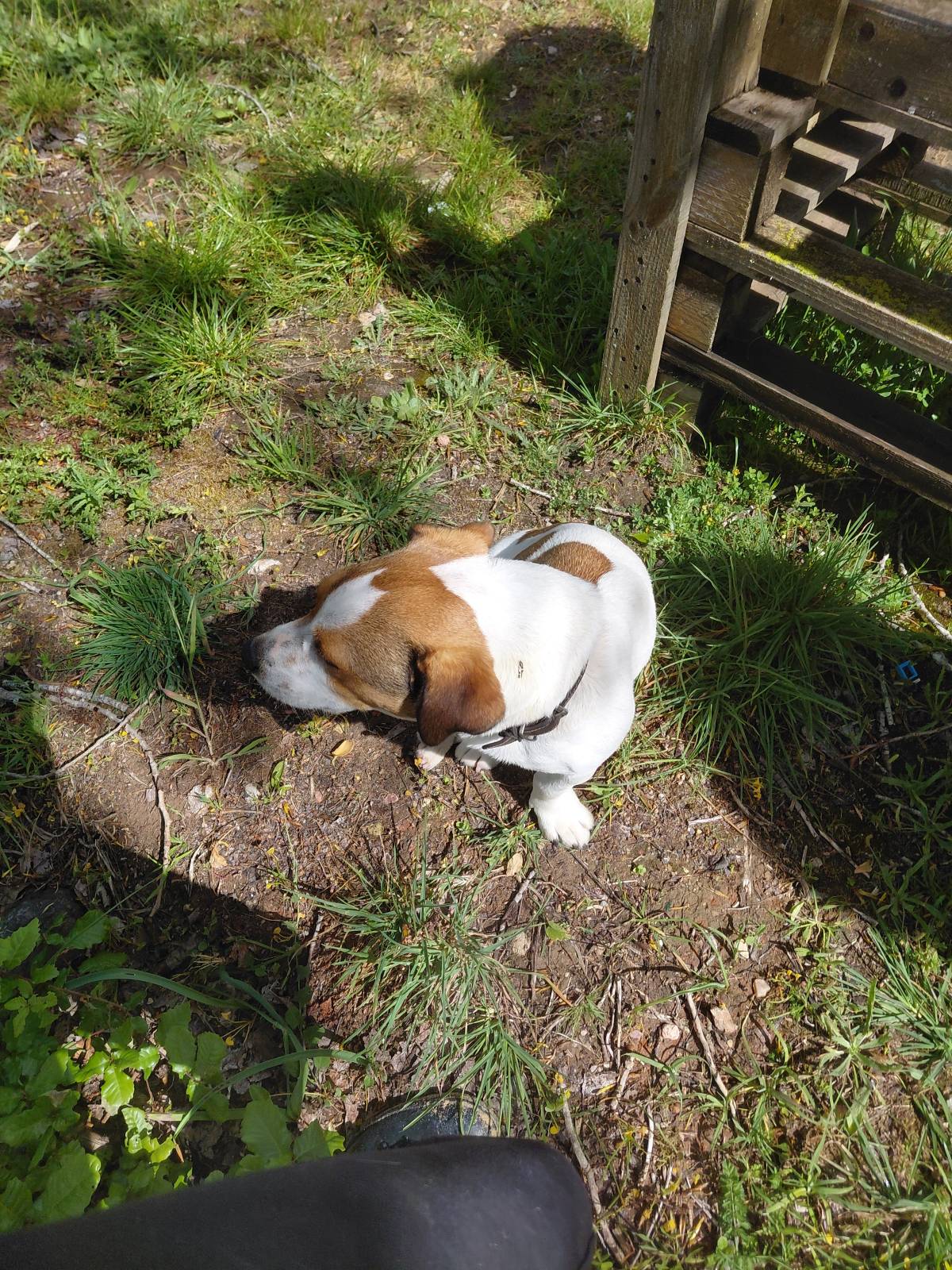 Matilde - Sintra - Hundeausführung