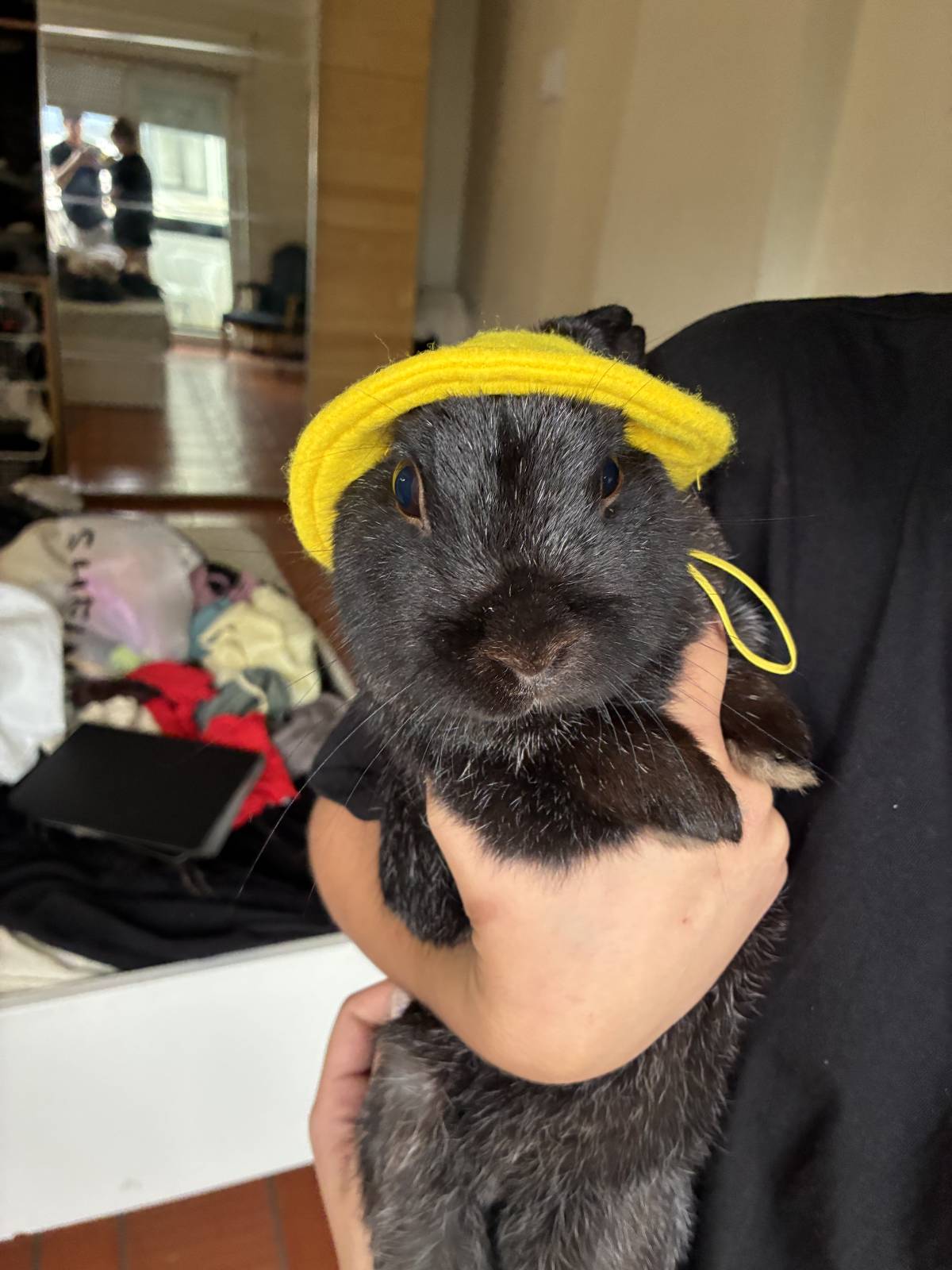 Beatriz Andrade - Figueira da Foz - Haustierbetreuung