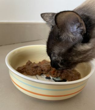 Cat Nanny Lisboa - Lisboa - Cat Sitting