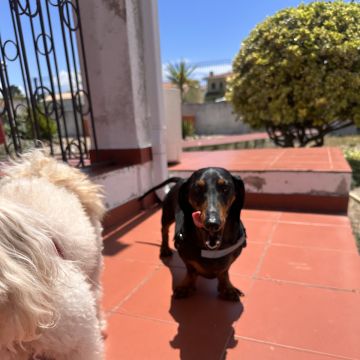 Vila Alegria Dogs - Sesimbra - Personal