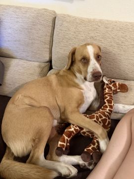 Pet Sitting