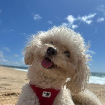 Vila Alegria Dogs - Sesimbra - Dog Hotel