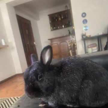 Beatriz Andrade - Figueira da Foz - Katzensitter