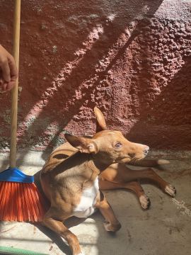 Pension pour chiens