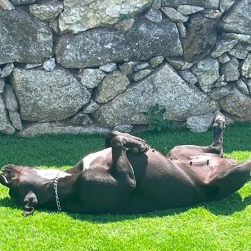 Andreia Lima - Viana do Castelo - Hundeausführung
