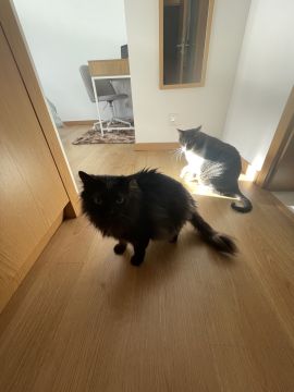 Cat Nanny Lisboa - Lisboa - Pet Sitting e Pet Walking