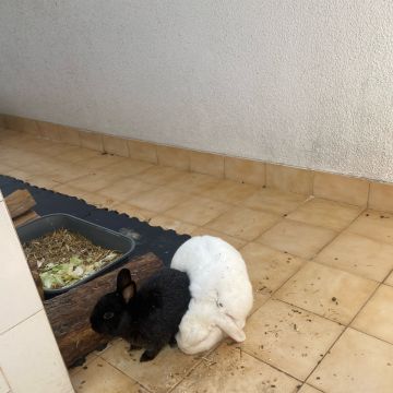 Beatriz Andrade - Figueira da Foz - Pet Sitting