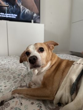 Hotel para Cães