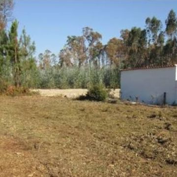 Domingos - Maia - Shrub Removal