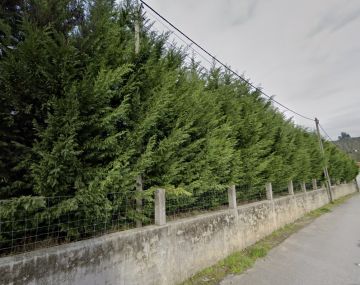 Poda e Manutenção de Árvores
