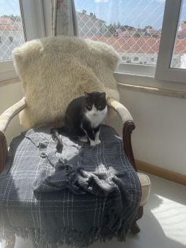 Cat Nanny Lisboa - Lisboa - Pet Sitting