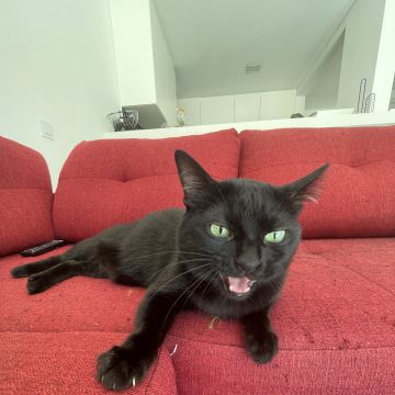 Cat Nanny Lisboa - Lisboa - Pet Sitting