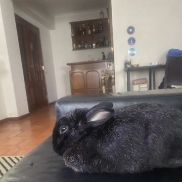Beatriz Andrade - Figueira da Foz - Pet Sitting