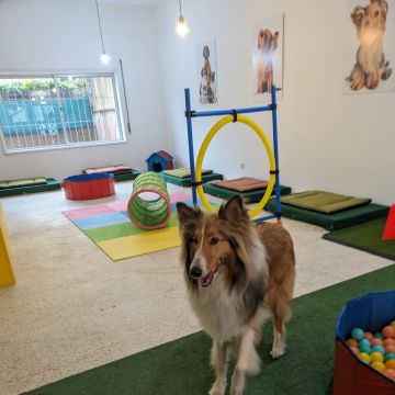 Dog Nanny pt - Gondomar - Banhos e Tosquias para Animais