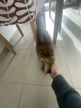 Cat Nanny Lisboa - Lisboa - Cuidados para Animais de Estimação