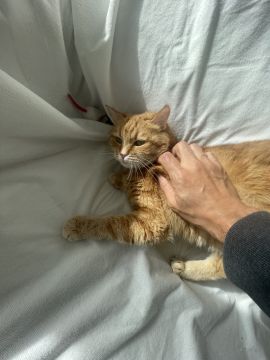 Cat Nanny Lisboa - Lisboa - Pet Sitting