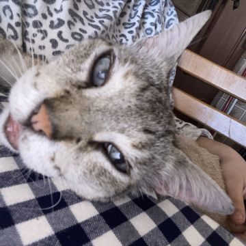 Beatriz Andrade - Figueira da Foz - Katzensitter