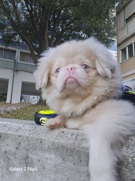 Hotel para Cães