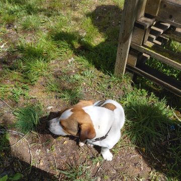 Matilde - Sintra - Hundeausführung